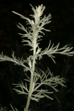 Artemisia maritima RCP08-07 054.jpg